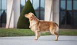 Chien de chasse de race golden retriever