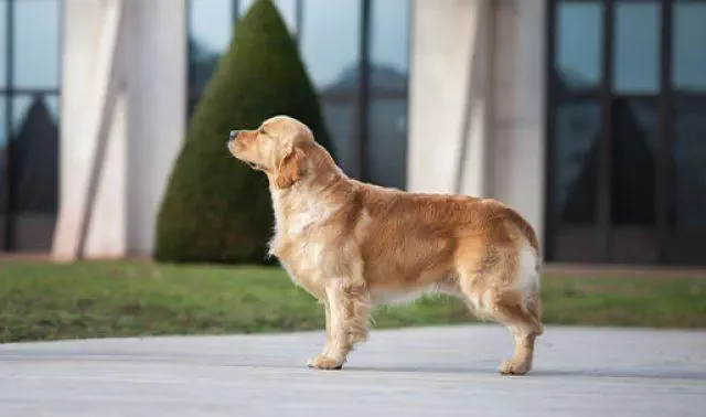 Tout savoir sur le chien de chasse Golden Retriever