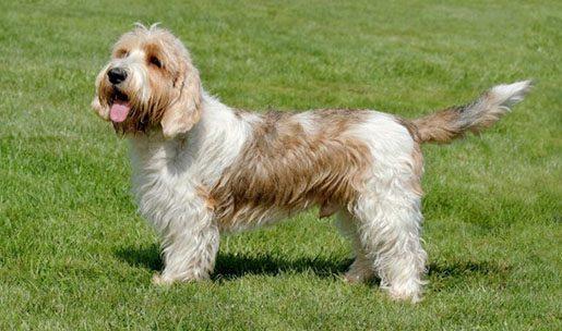 Chien de race Grand Basset Griffon Vendéen