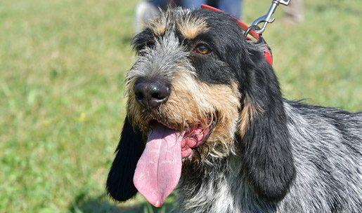 Chien de race Griffon bleu de Gascogne