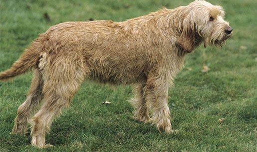 Chien de la race Griffon Fauve de Bretage