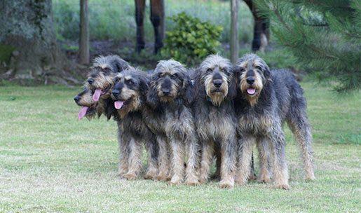 Chien de race Griffon Nivernais