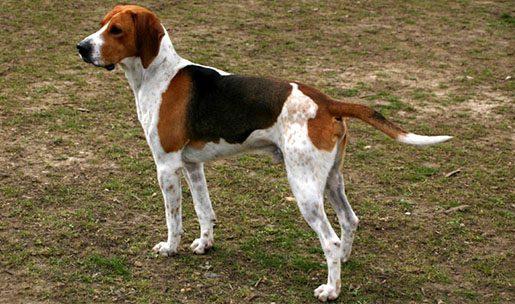 Chien de race Harrier