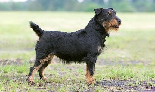 Chien de chasse de race jagd terrier