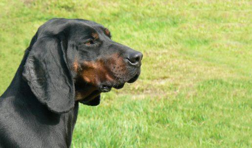 Chien de race Slovensky Kopov ou chien courant Slovaque