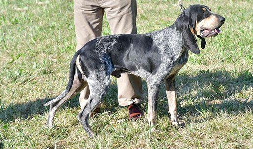 Chien de chasse de race petit bleu de gascogne