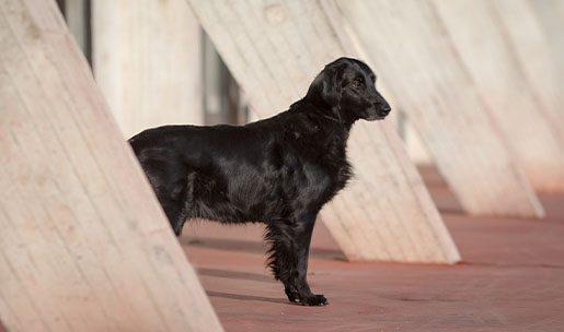 Chien de chasse de race retriever à poil plat