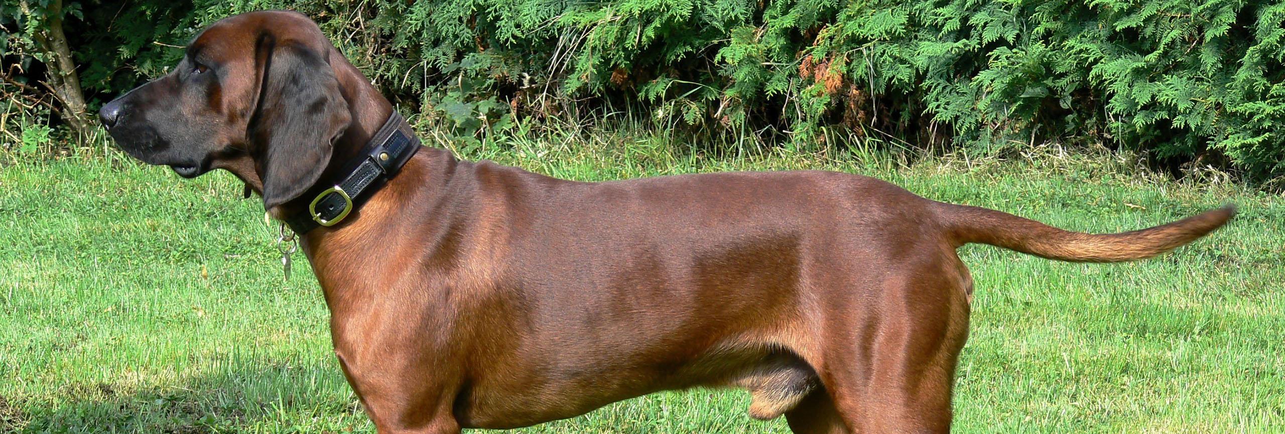 Rouge de bavière chien de chasse