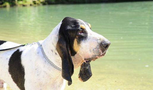 Chien de chasse de race gascon saintongeois