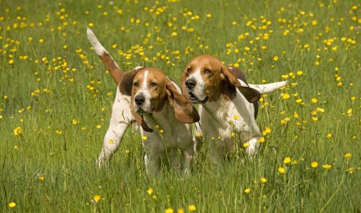 Chiens de chasse de race d'Artois