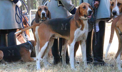 Race de chiens courants Anglo Français Tricolore