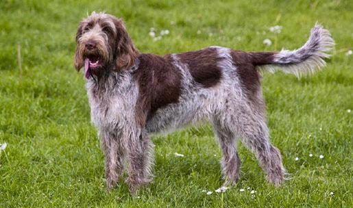 Chien de chasse de race italienne Spinone