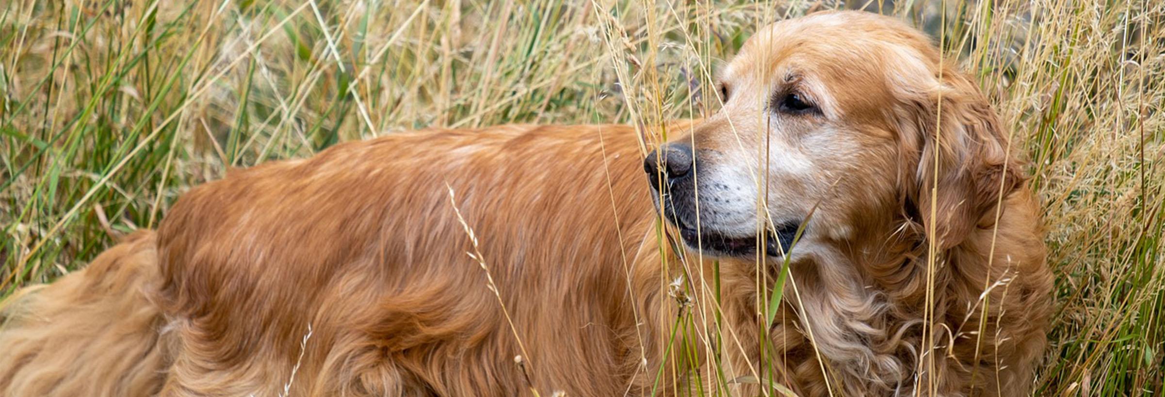 golden retriever chien de chasse