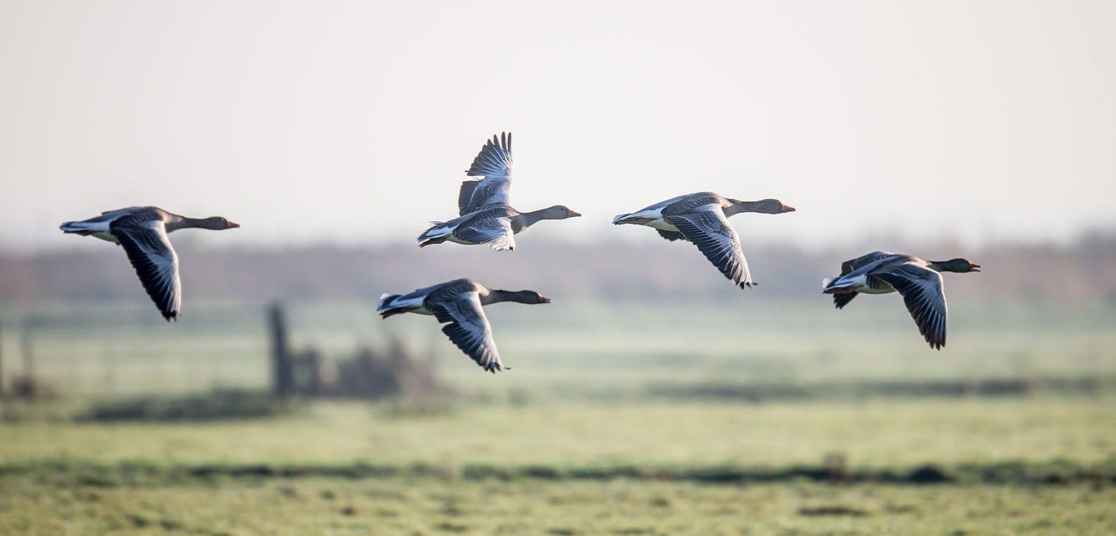 oies cendrées chasse Bérangère Abba