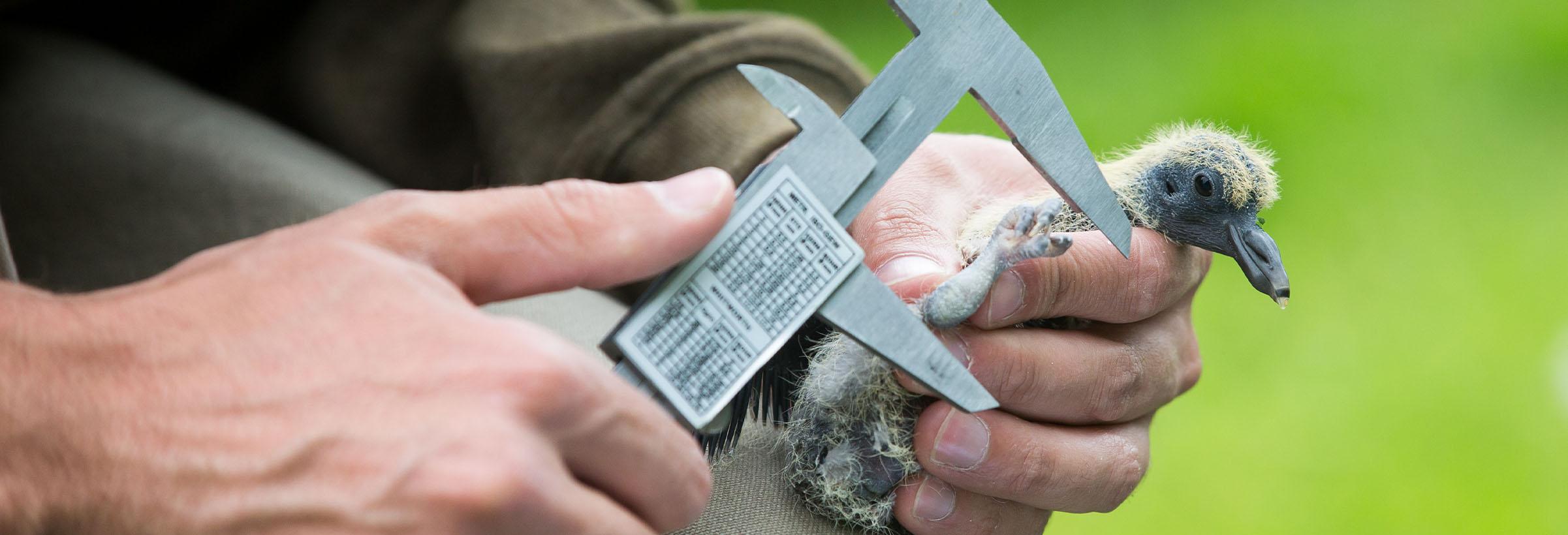 un chasseur pose une bague sur un bébé oiseau bagage oisillon