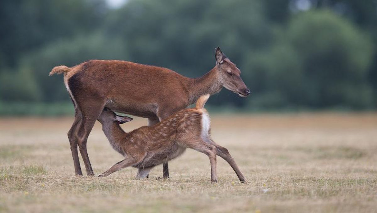 Biche et faon de cerf dans un champs