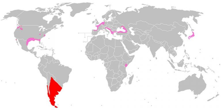 carte population ragondin