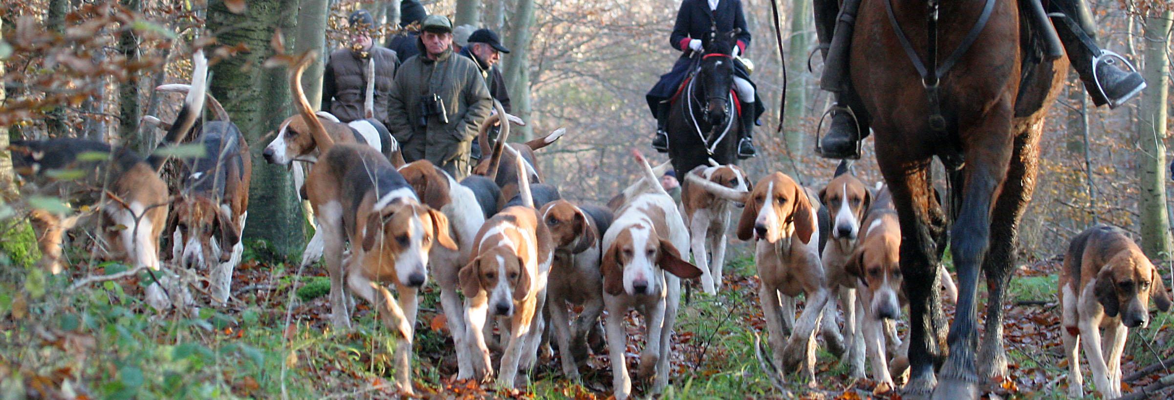 la chasse à courre équipage de vènerie