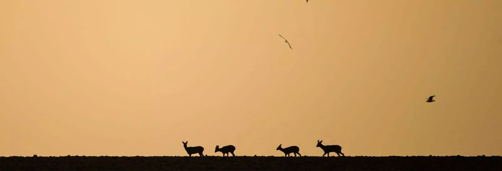 chevreuils dans un champs chasse à l'approche
