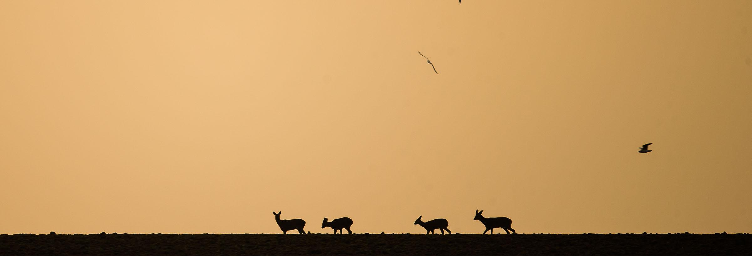 chevreuils dans un champs chasse à l'approche