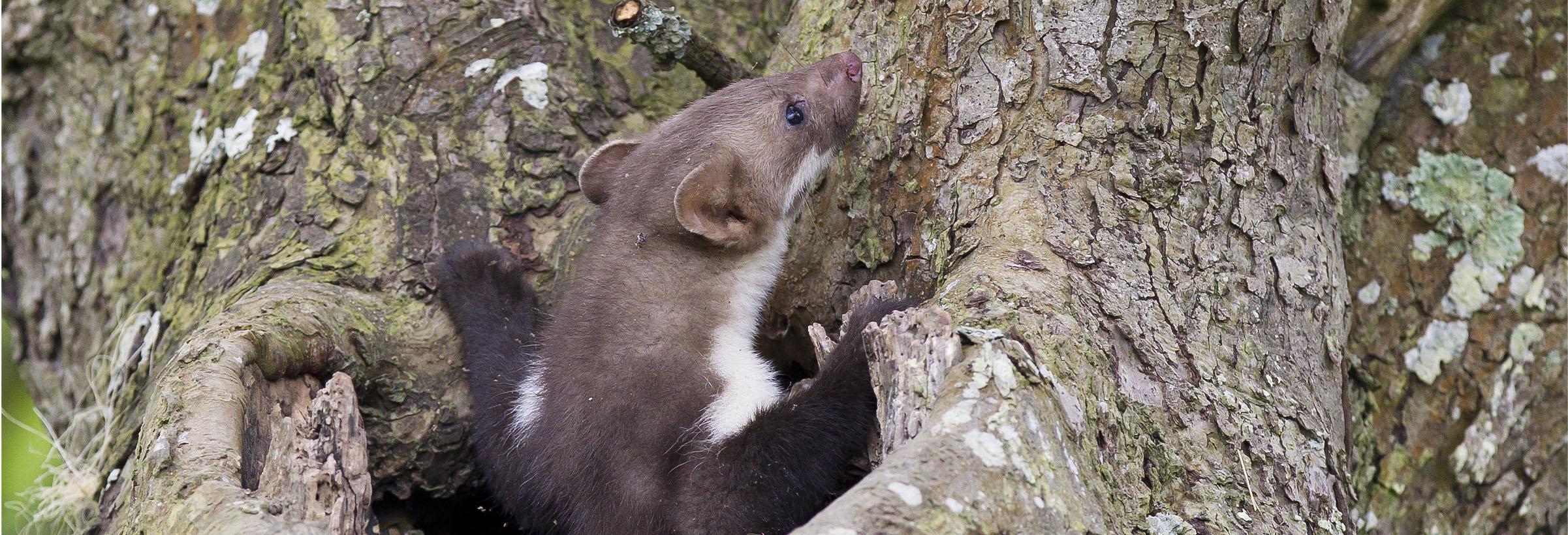 fouine dans un arbre chasse fouine