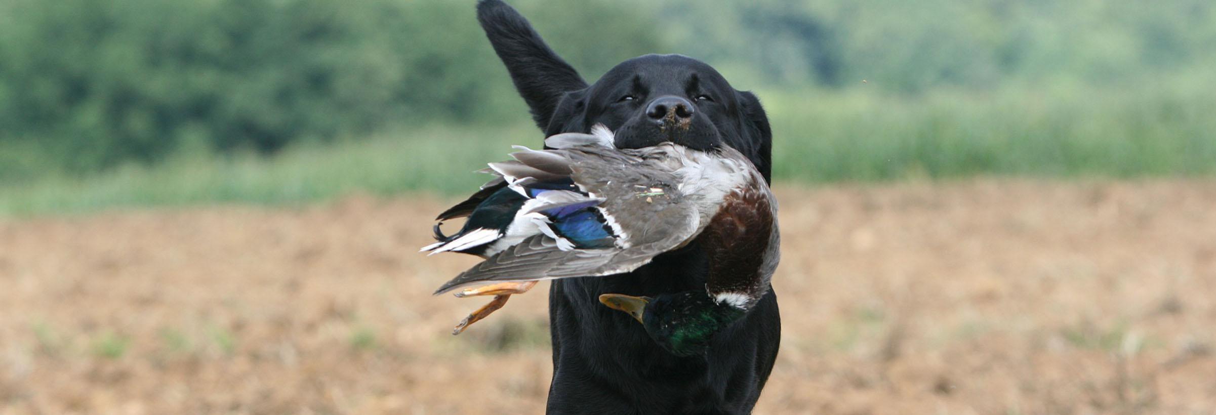 labrador chien de chasse rapporte un canard