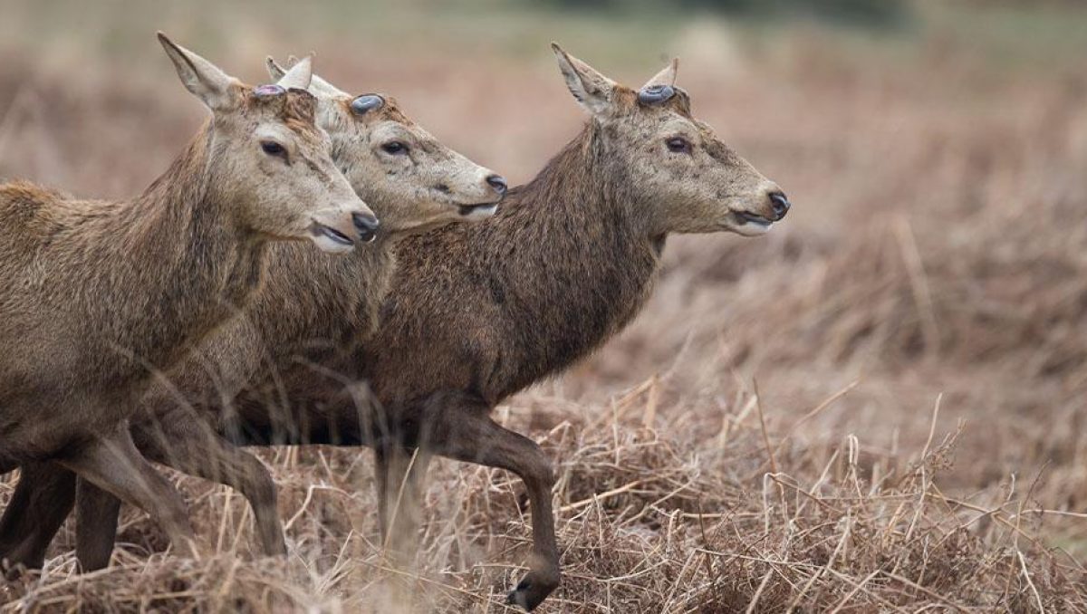 Cerf mulet sans bois en harde