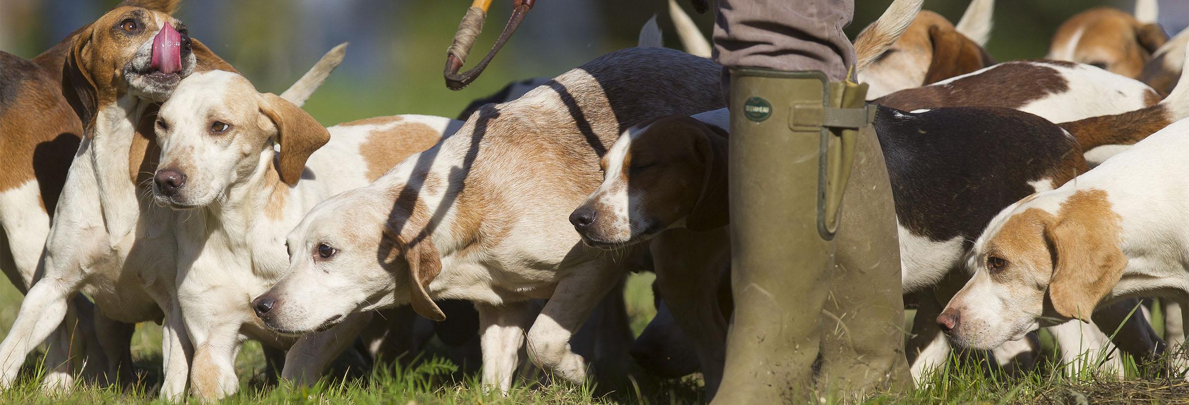 chasse à courre Equipage de petite vènerie