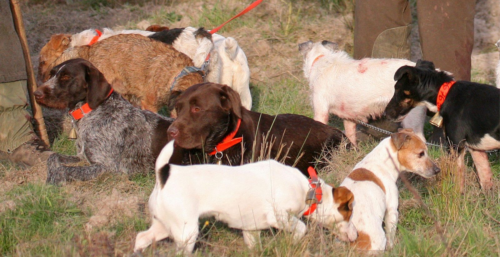 éleveur de chiens de chasse métier