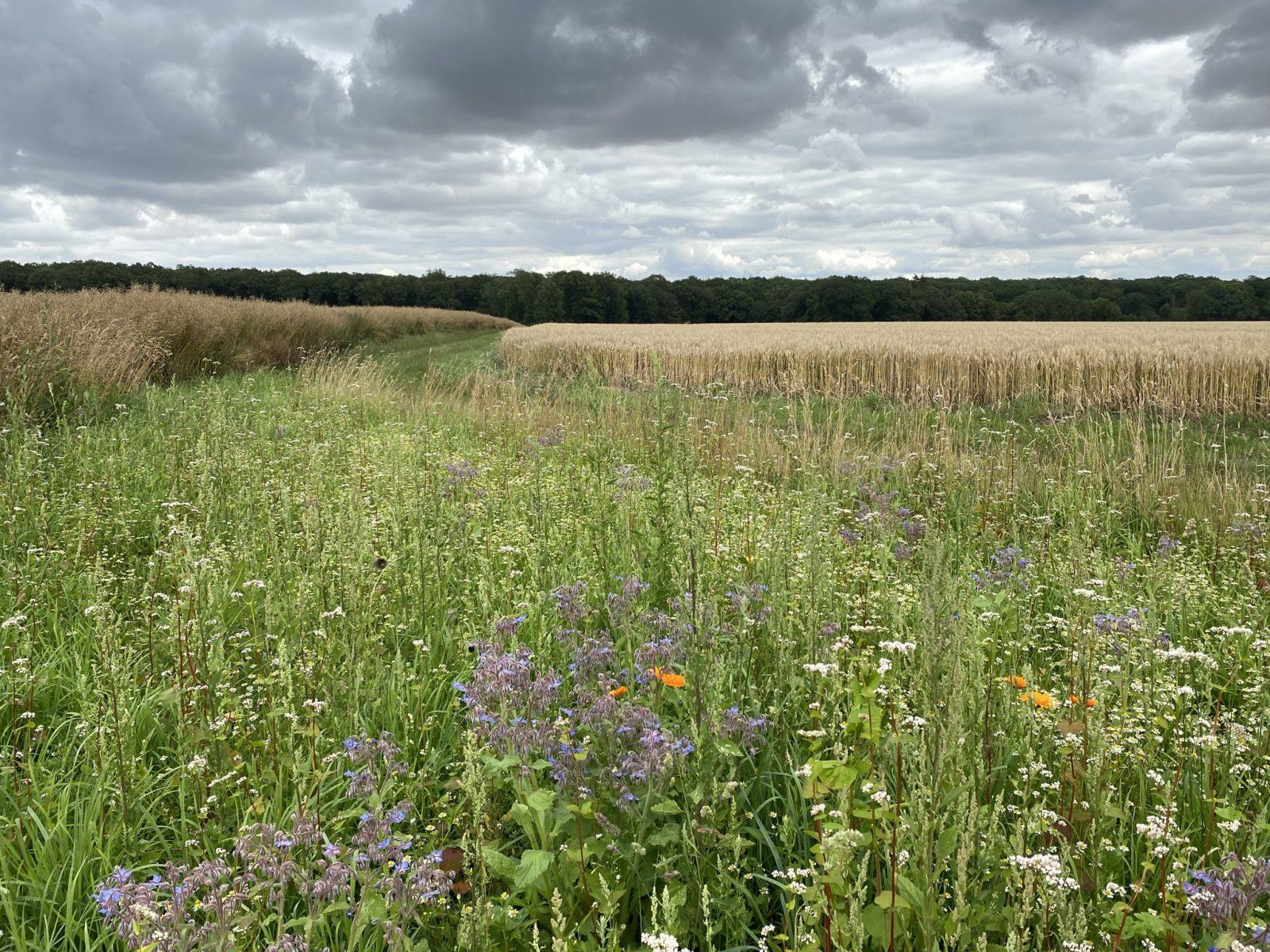 protection des chemins ruraux