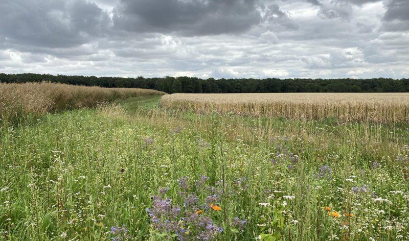 protection des chemins ruraux