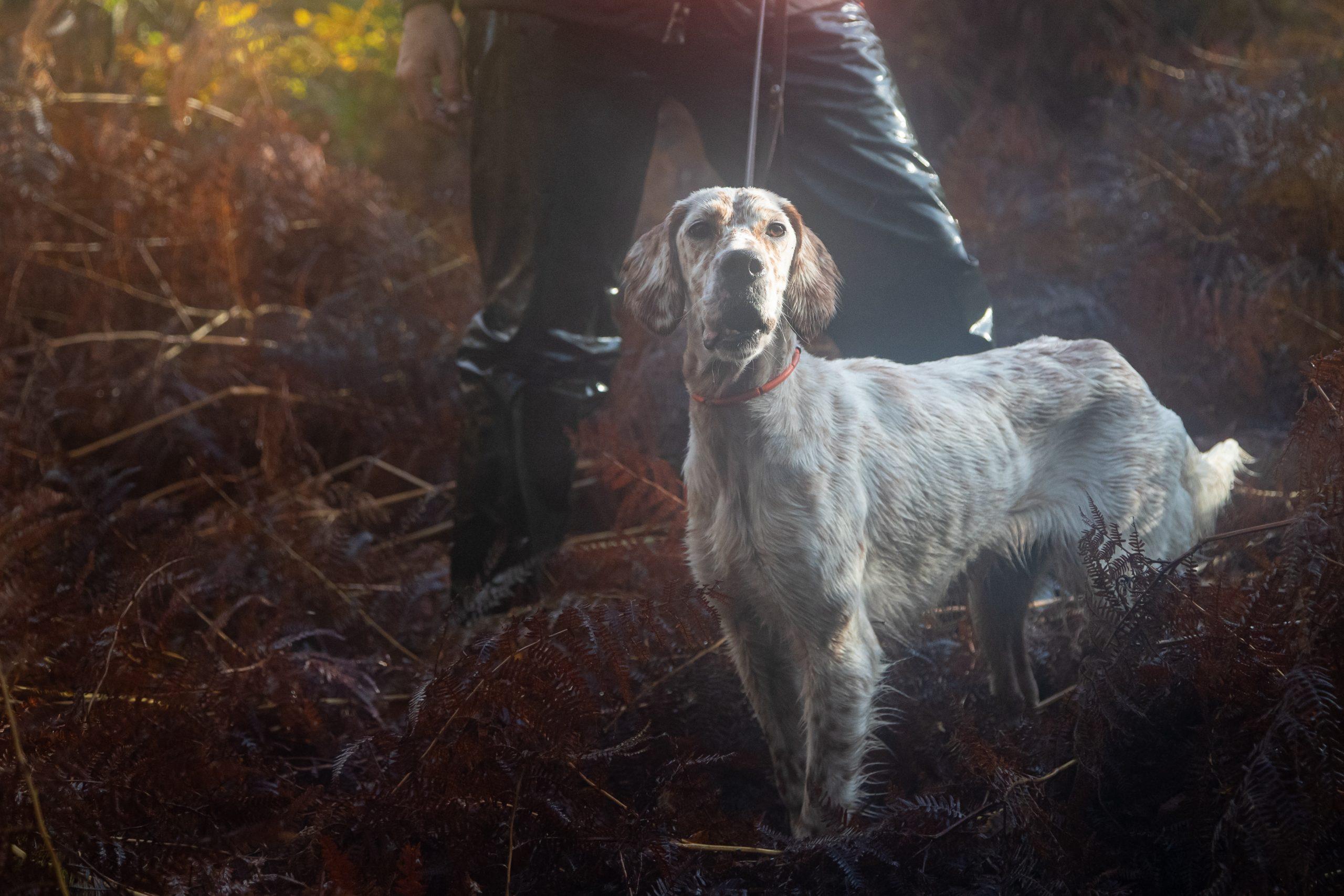 Dates d'ouverture et de fermeture de chasse en France | FNC