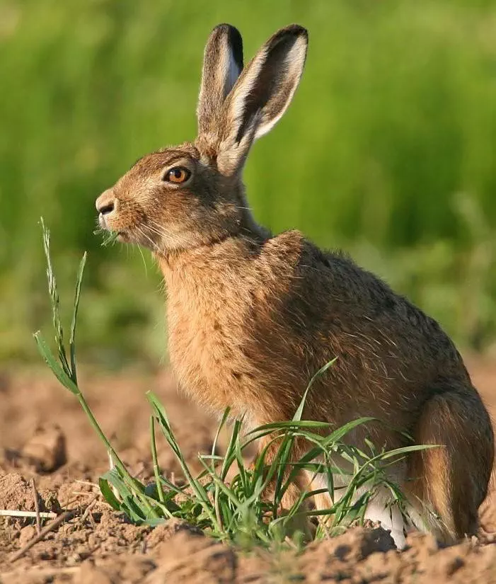 Suivi des populations de lièvre d'Europe - Fédération Nationale des ...