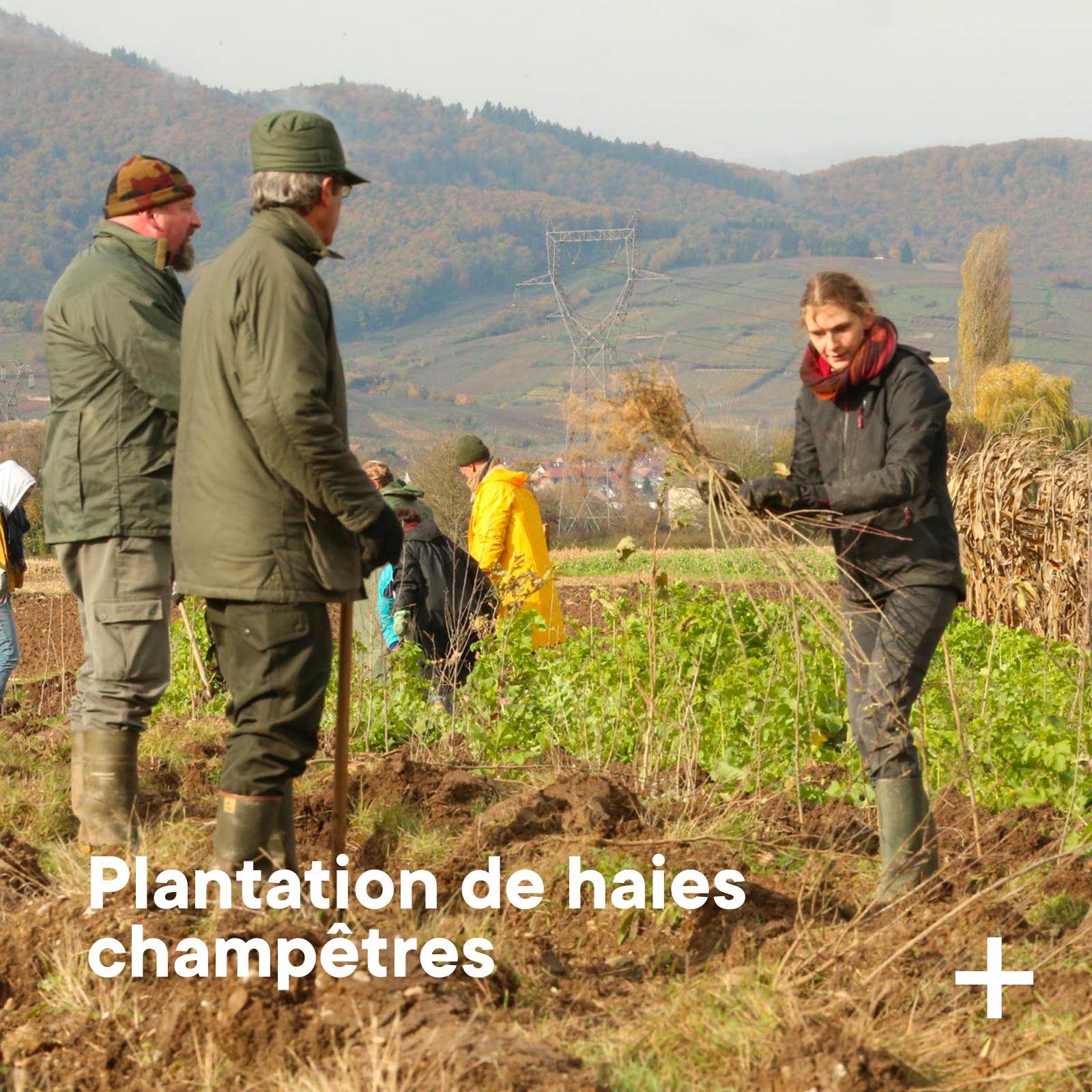 plantation et entretien de haies champêtres