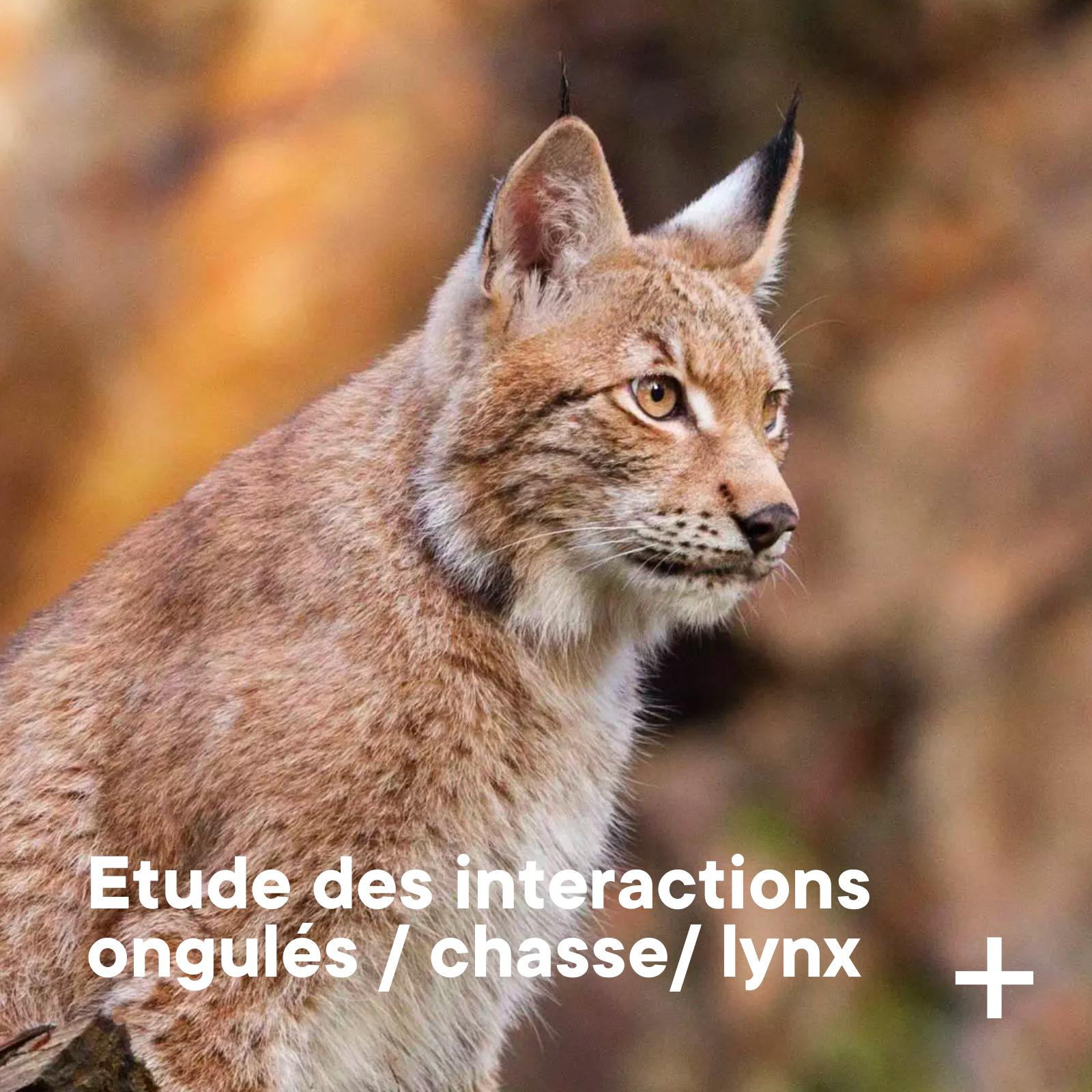 Faune sauvage : programme prédateurs proies lynx