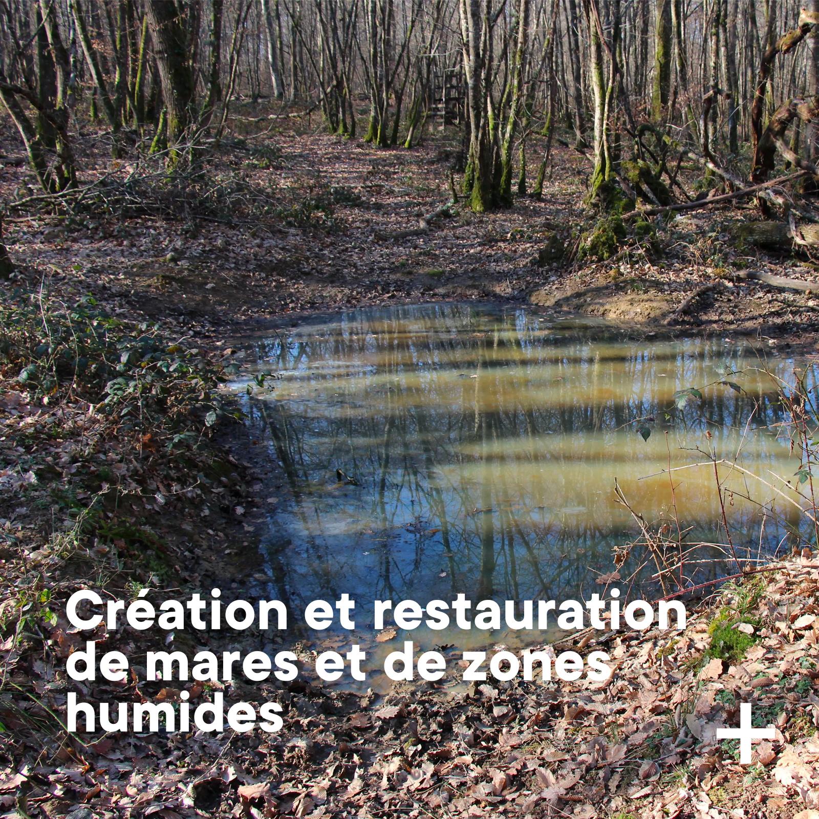 restauration de mares et de zones humides