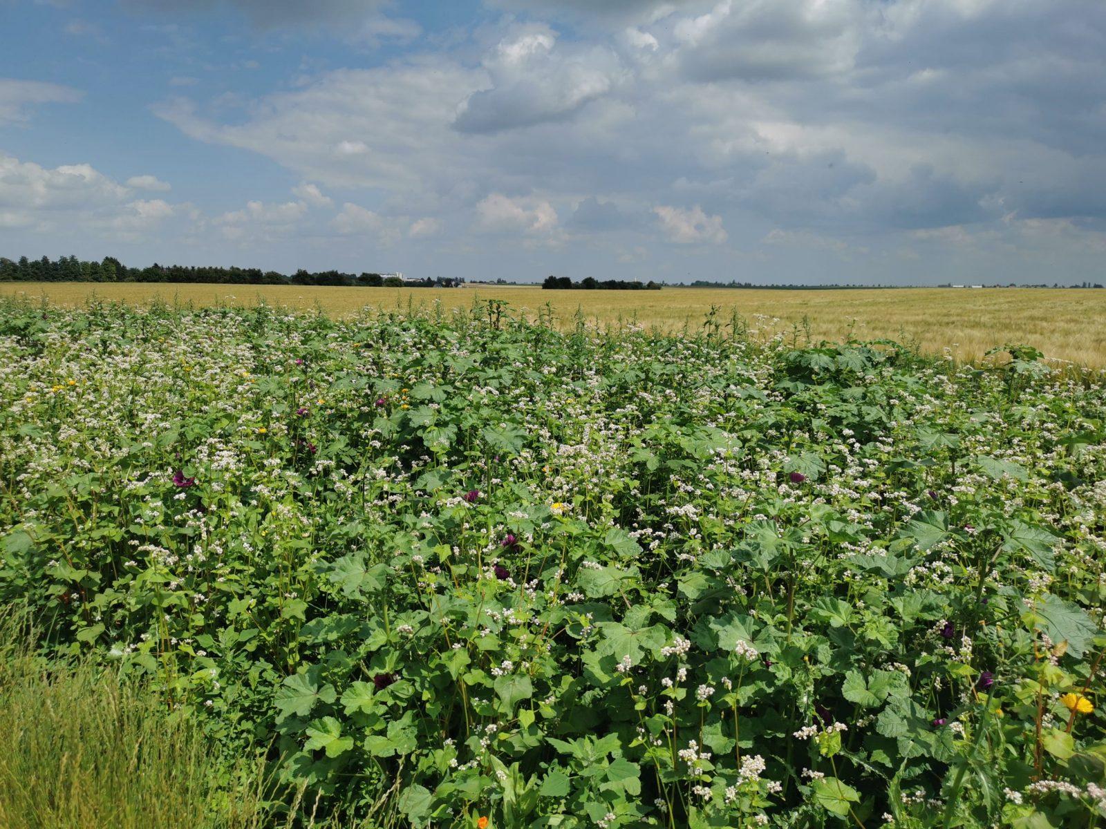 champs en faveur de la biodiversité