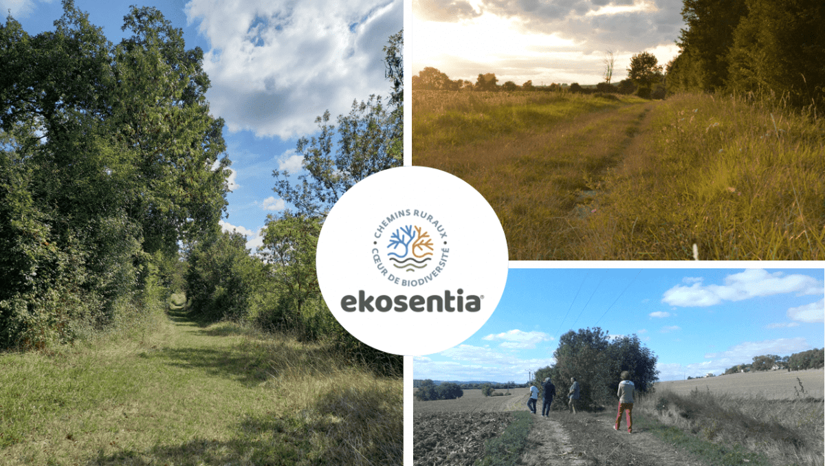 Ekosentia un projet qui permet de restaurer les chemins ruraux et d'y ramener la biodiversité