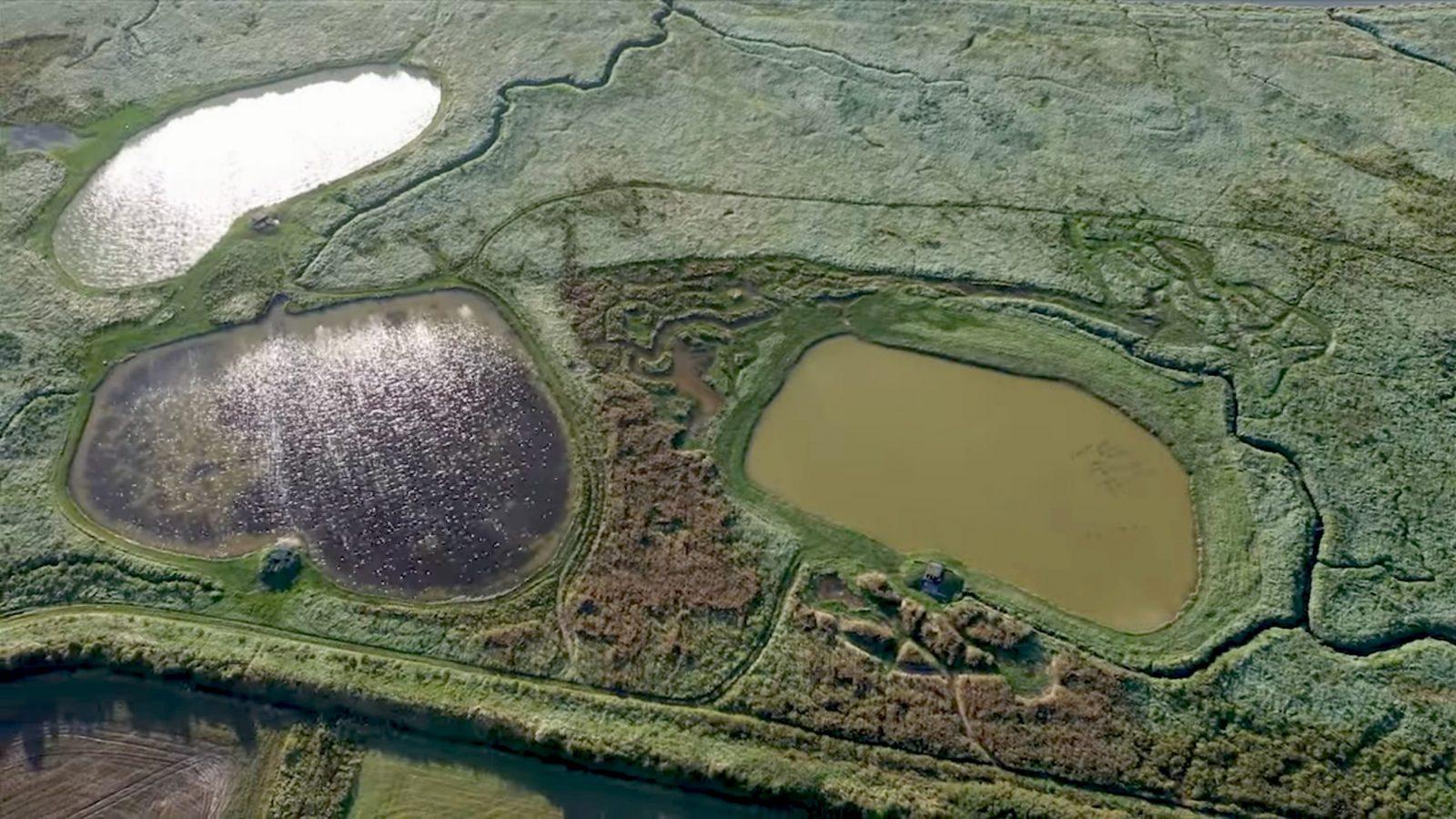 Zone Humide Chassée, cœur de biodiversité