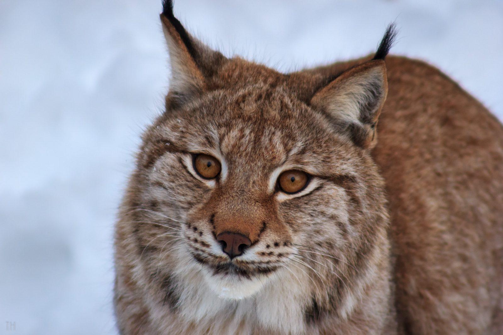 Lynx boréal - Notre Nature