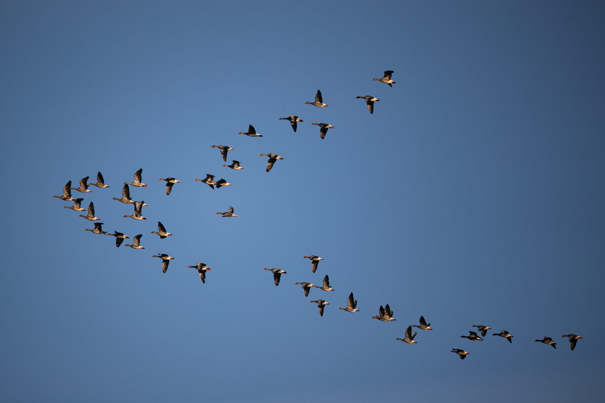 Radars ornithologiques : Observation et suivi de l'avifaune