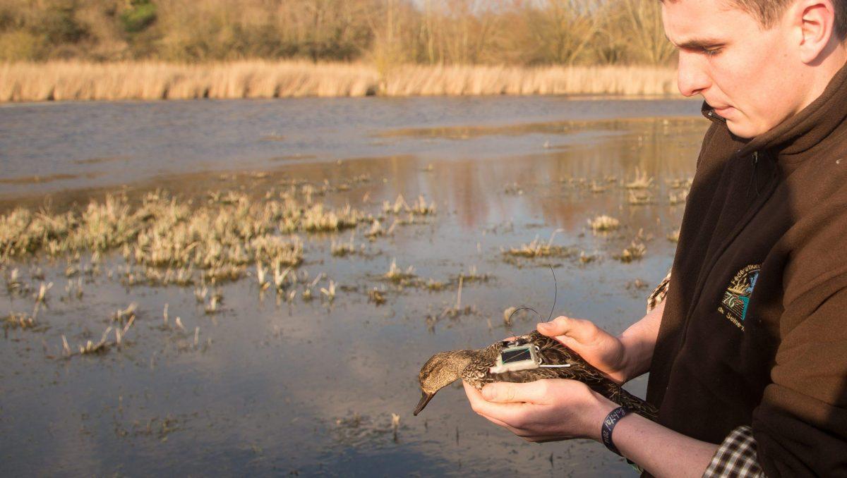 Pose de balise GPS de suivi des espèces