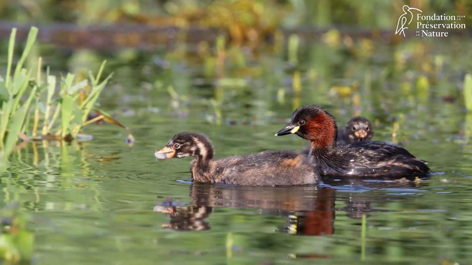 La Fondation pour la Préservation de la Nature, gestionnaire du domaine des Sallards