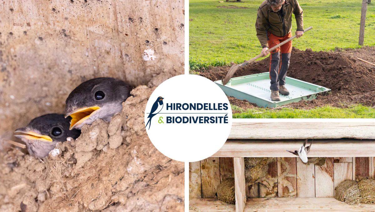 Hirondelles et biodiversité : Un projet pour sauver les hirondelles de l'extinction face à la perte de biodiversité