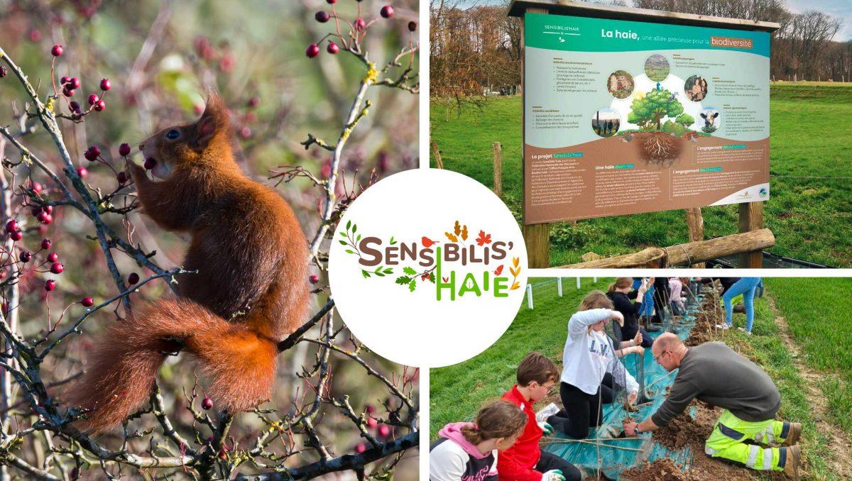 Sensibilis'haie un projet de restauration des haies dans la nature pour lutter contre la perte de biodiversité