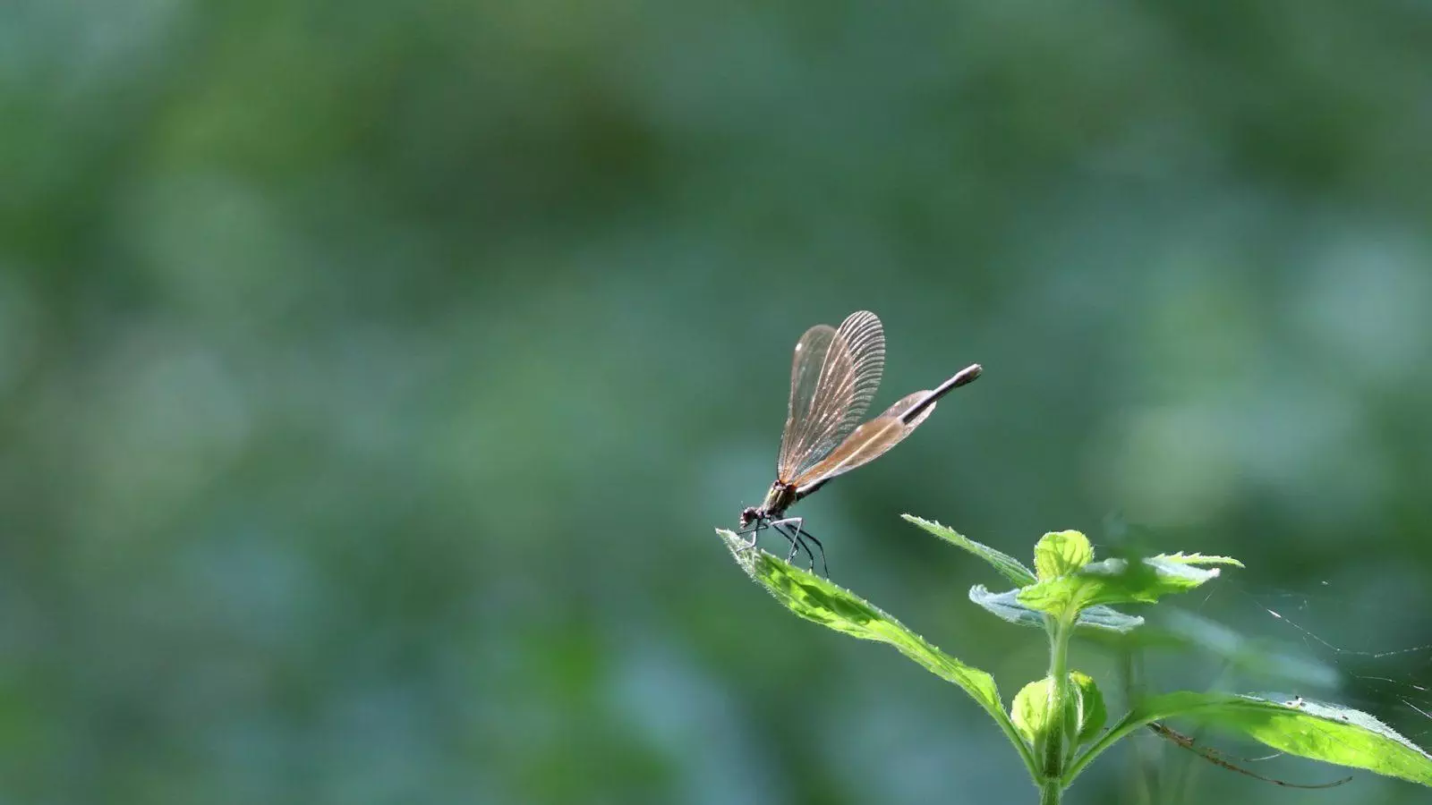 Bel été à tous !