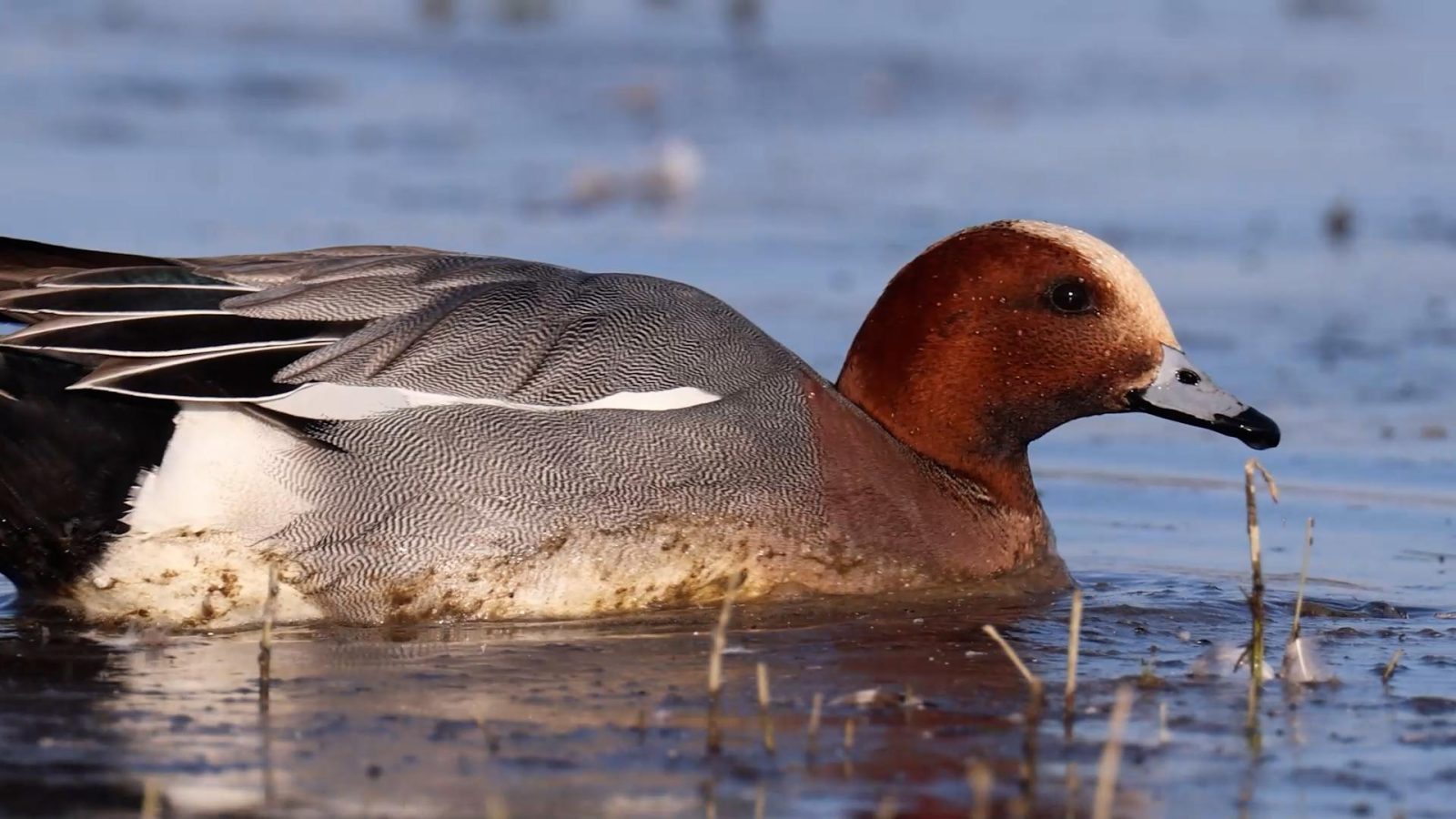 Canard siffleur
