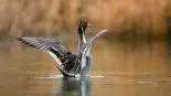 Canard Pilet pour l'ouverture de la chasse au gibier d'eau