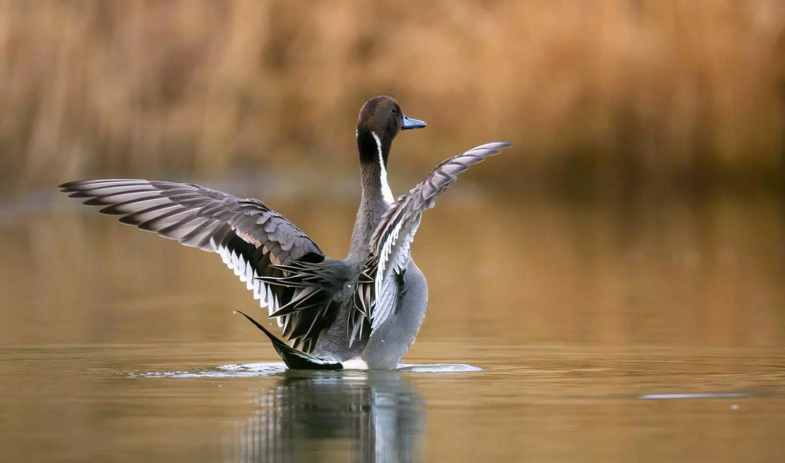 Canard Pilet pour l'ouverture de la chasse au gibier d'eau