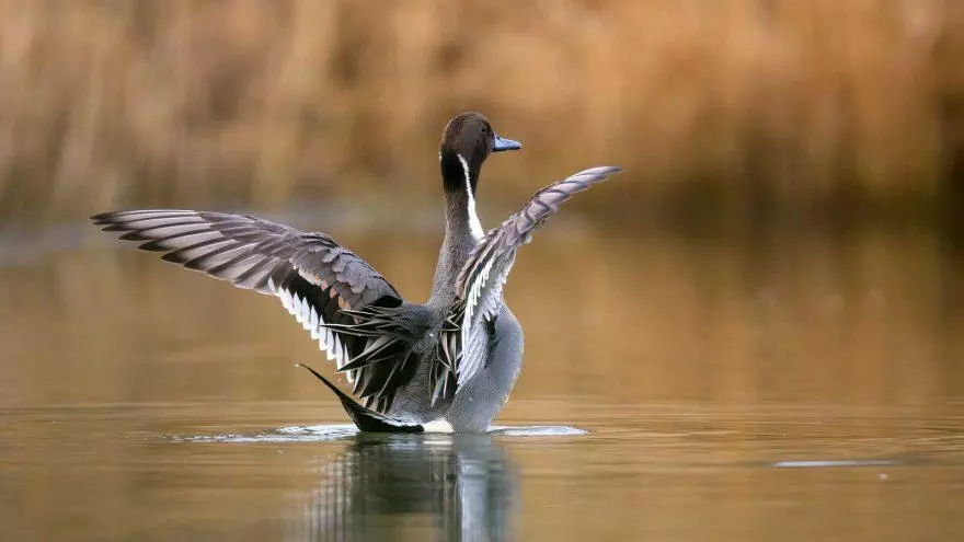 Canard Pilet pour l'ouverture de la chasse au gibier d'eau